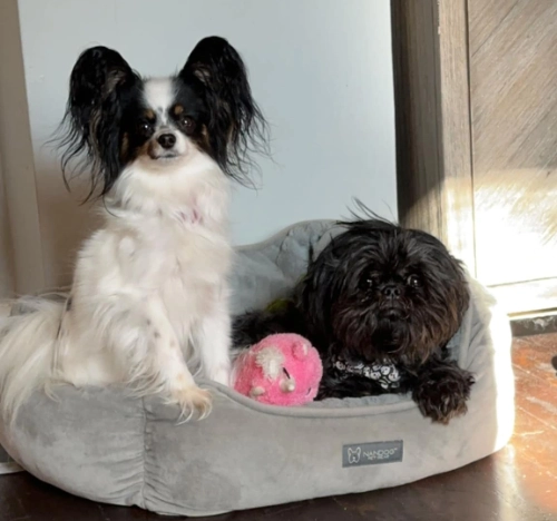 Mochi and Bo at Ope Web Design